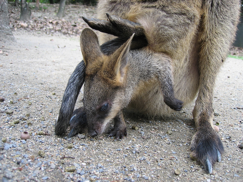 079 Port Douglas Wildlife Habitat.jpg